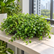 Pilea big leaf plant