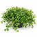 Pilea big leaf plant