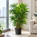 Rhapis Excelsa plant