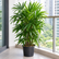 Rhapis Excelsa plant