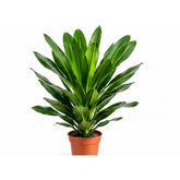 Dracaena Gymis Green plant