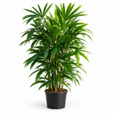 Rhapis Excelsa plant