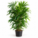 Rhapis Excelsa plant