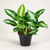 Aglaonema Pattaya Beauty plant