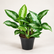 Aglaonema Pattaya Beauty plant