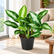 Aglaonema Pattaya Beauty plant
