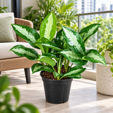 Aglaonema Pattaya Beauty plant