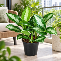 Aglaonema Pattaya Beauty plant