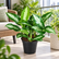 Aglaonema Pattaya Beauty plant