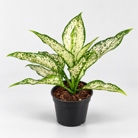 Aglaonema spp White plant