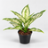 Aglaonema spp White plant