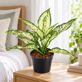 Aglaonema spp White plant