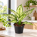 Aglaonema spp White plant