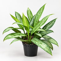 Aglaonema Silver Queen plant
