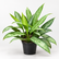 Aglaonema Silver Queen plant