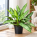 Aglaonema Silver Queen plant