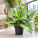 Aglaonema Silver Queen plant