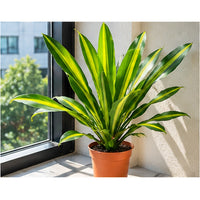 Dracaena Gymis Yellow plant