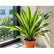 Dracaena Gymis Yellow plant