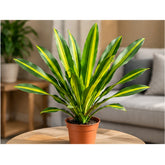 Dracaena Gymis Yellow plant