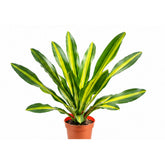 Dracaena Gymis Yellow plant
