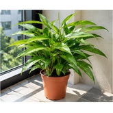 Dracaena Surculosa plant