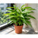 Dracaena Surculosa plant