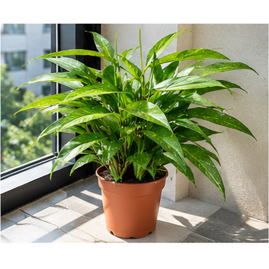 Dracaena Surculosa plant