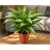 Dracaena Surculosa plant