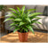 Dracaena Surculosa plant