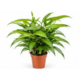 Dracaena Surculosa plant