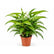 Dracaena Surculosa plant