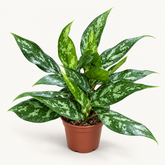 Aglaonema Francher plant