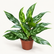 Aglaonema Francher plant