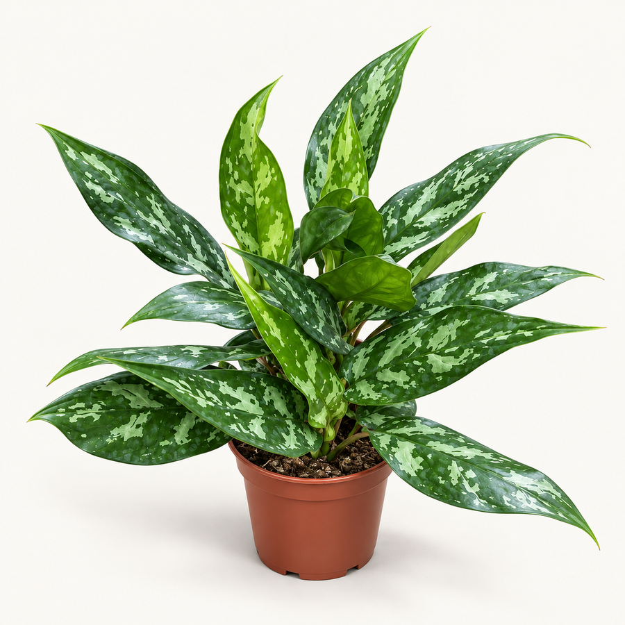 Aglaonema Francher plant