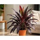 Cordyline Black plant