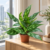 Aglaonema Francher plant