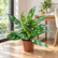 Aglaonema Francher plant