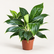 Aglaonema Snow White plant