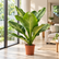 Dieffenbachia Big Ben plant