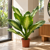 Dieffenbachia Big Ben plant