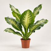 Dieffenbachia Big Ben plant