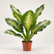Dieffenbachia Big Ben plant