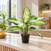 Dieffenbachia Galaxy plant