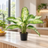 Dieffenbachia Galaxy plant