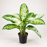 Dieffenbachia Galaxy plant