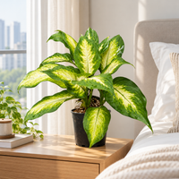 Dieffenbachia Camilla plant