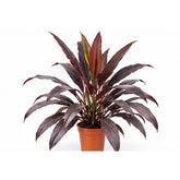 Cordyline Black plant