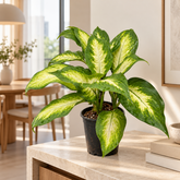 Dieffenbachia Camilla plant