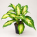 Dieffenbachia Camilla plant